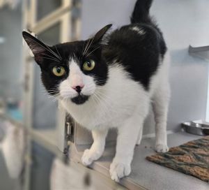 MUSLEY, Adult Female unknown