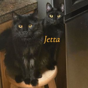 Jetta, Young Female unknown