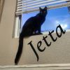 Jetta photo 3