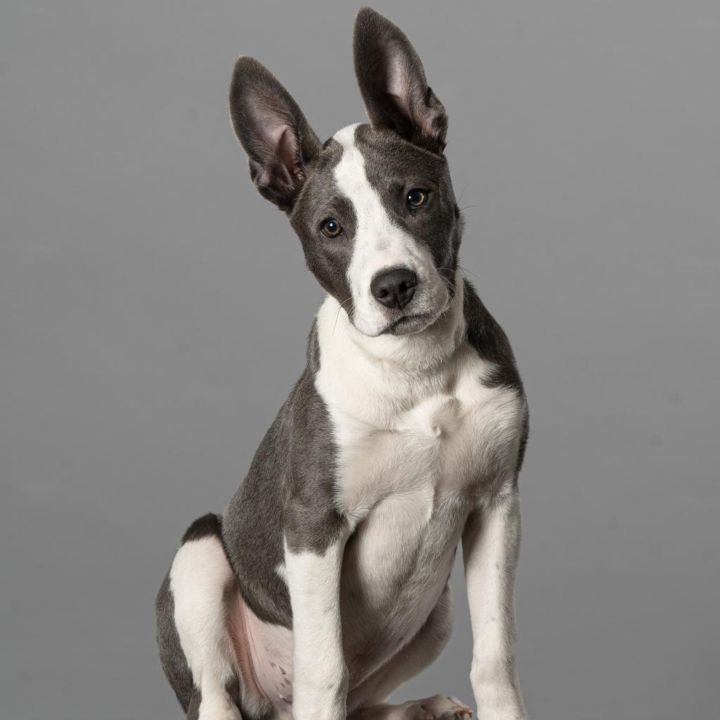 Beau - Foster