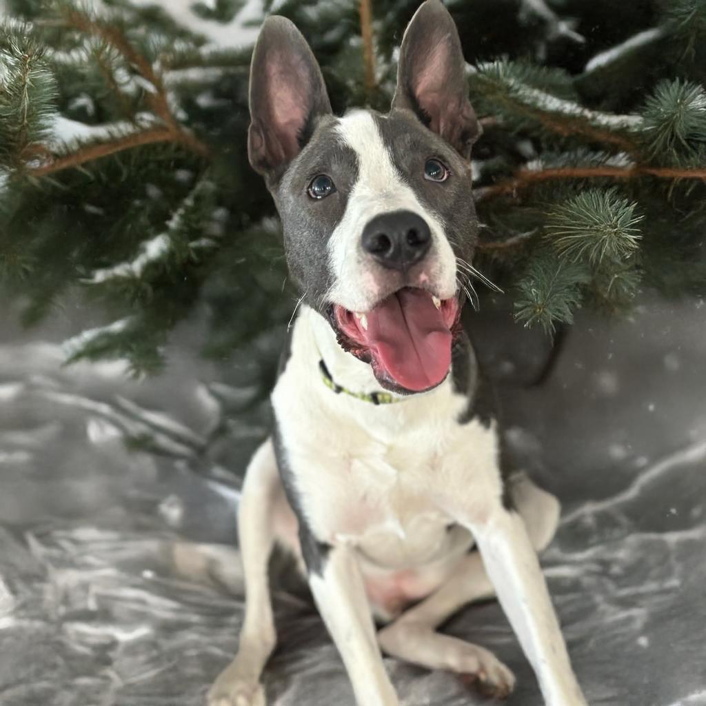 Beau - Foster
