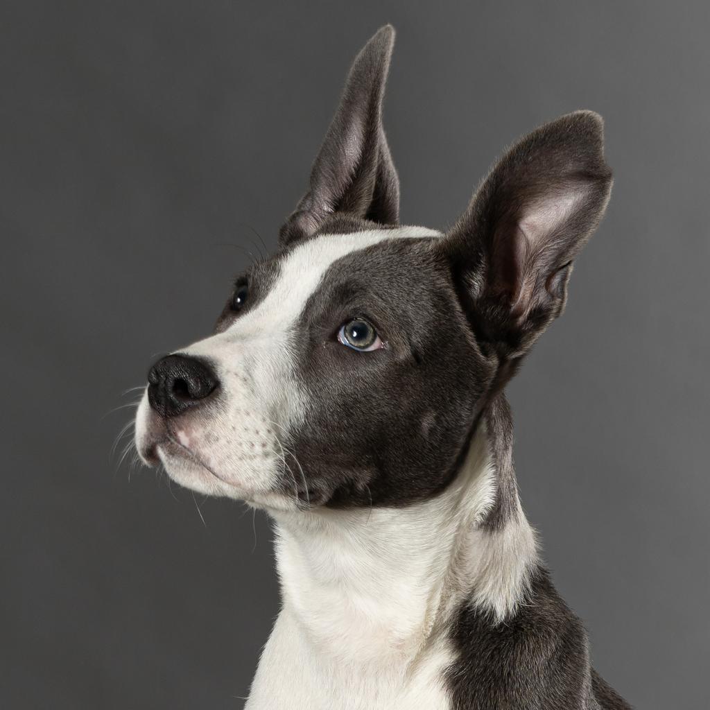 Beau - Foster