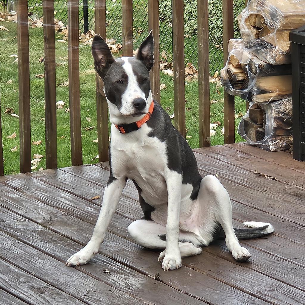 Beau - Foster