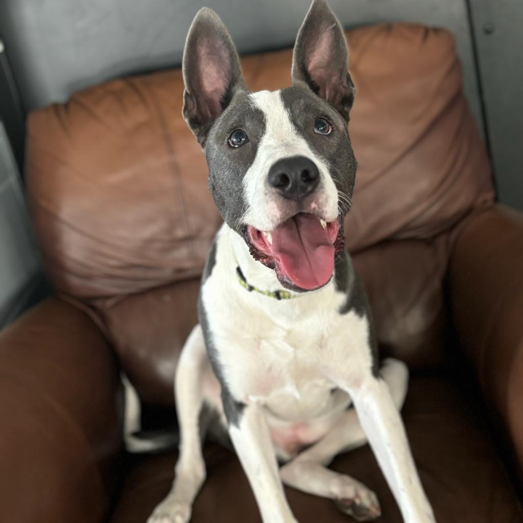 Beau - Foster