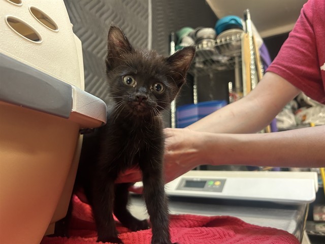 SCOUT
