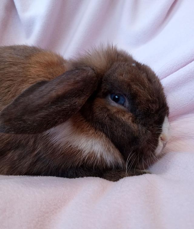 BUFFY THE BUNSLAYER