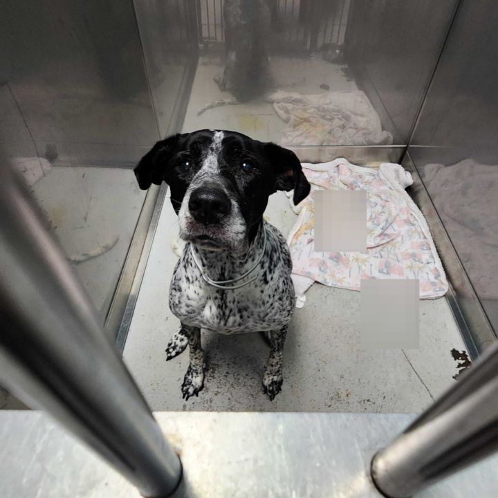 Ellie Mae 2