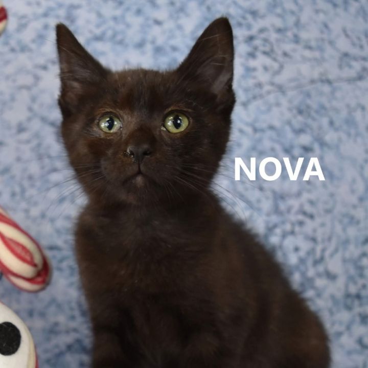 Nova 1