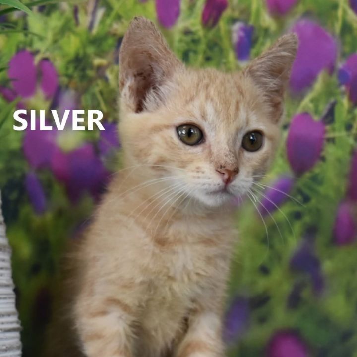 Silver 1