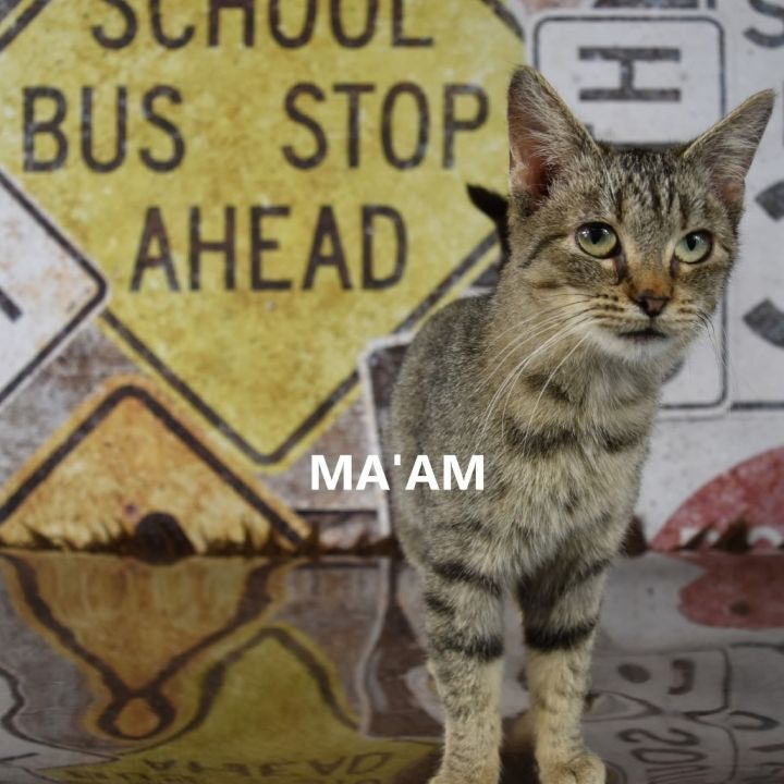 Ma'am 1