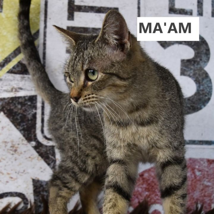 Ma'am 3