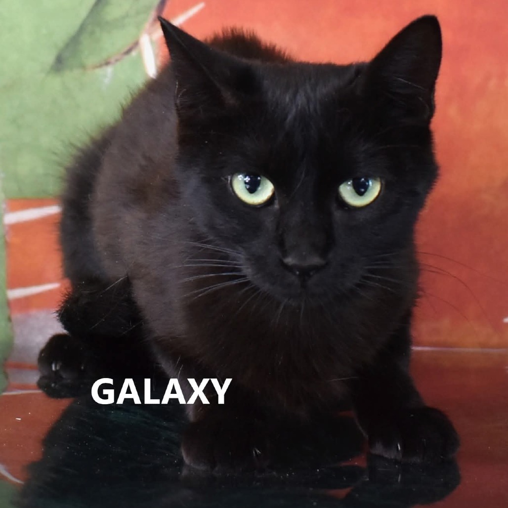 Galaxy