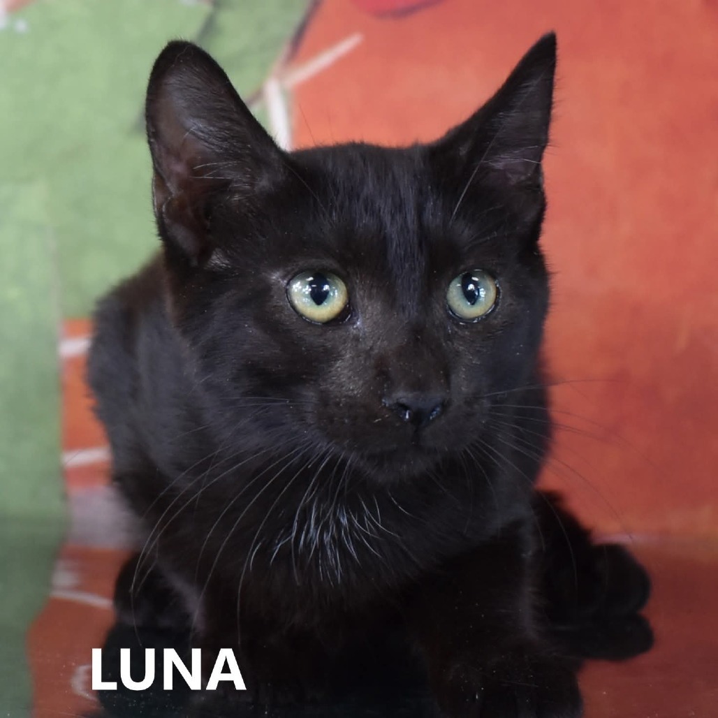 Luna