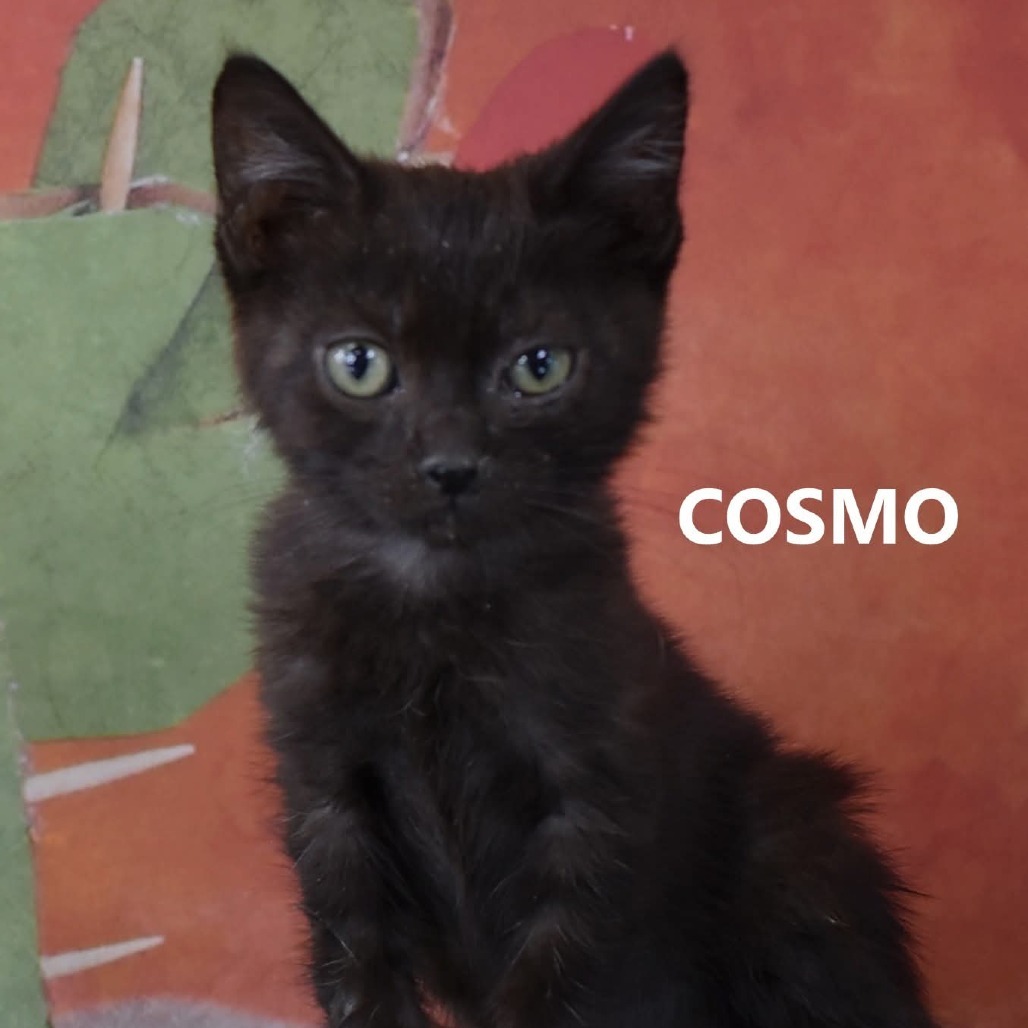 Cosmo