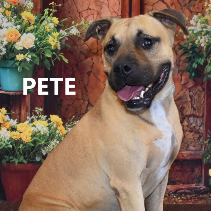 Pete 1