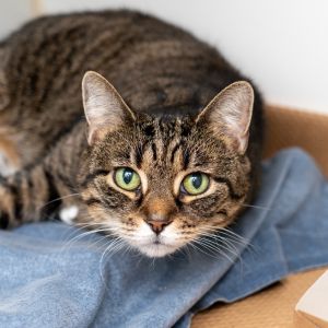 Pumpkin, Senior Female unknown