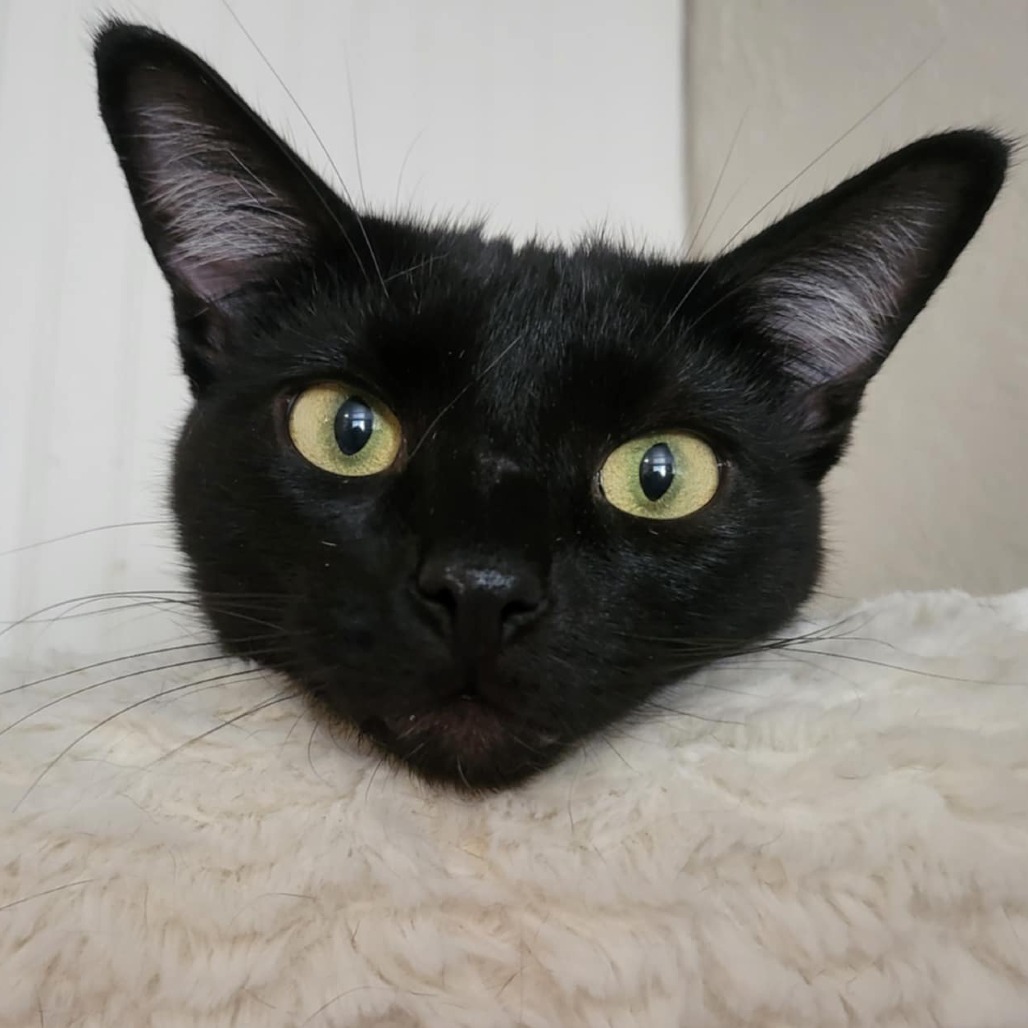 Velcro, an adoptable Domestic Short Hair in Jacksonville, OR, 97530 | Photo Image 1