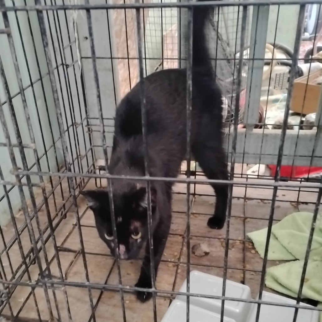 Velcro, an adoptable Domestic Short Hair in Jacksonville, OR, 97530 | Photo Image 2