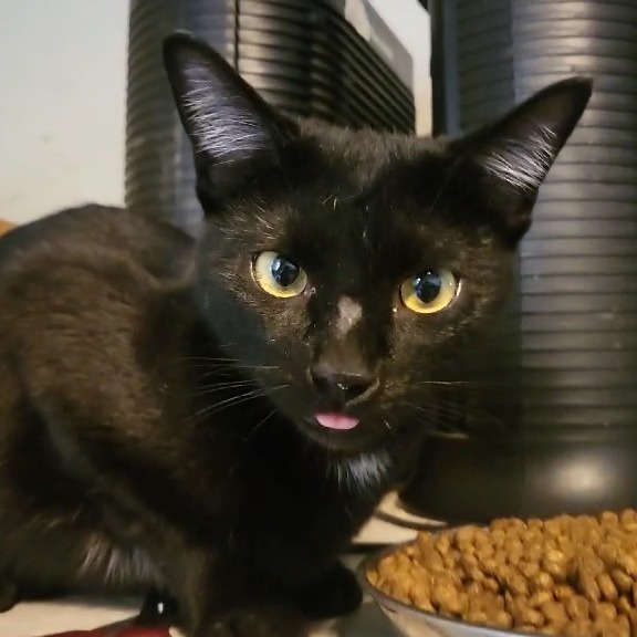 Velcro, an adoptable Domestic Short Hair in Jacksonville, OR, 97530 | Photo Image 3