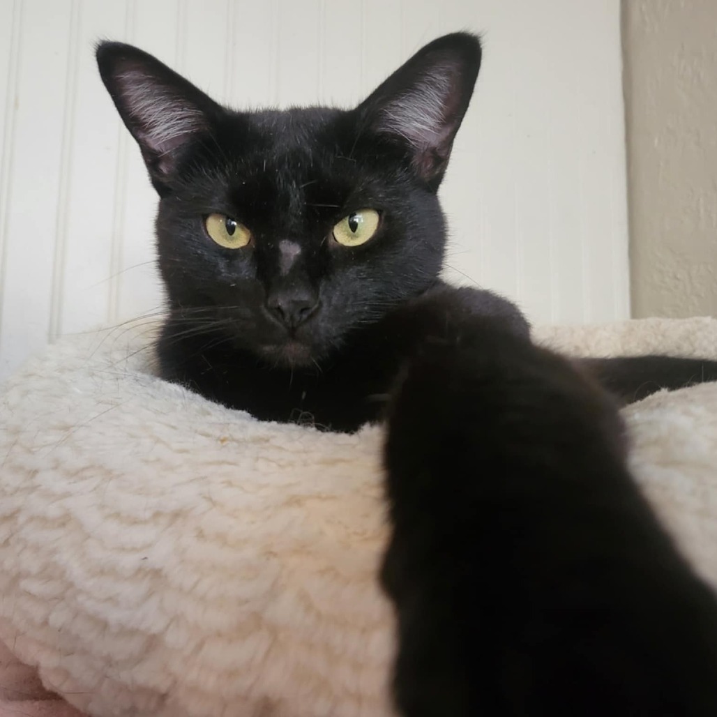 Velcro, an adoptable Domestic Short Hair in Jacksonville, OR, 97530 | Photo Image 5