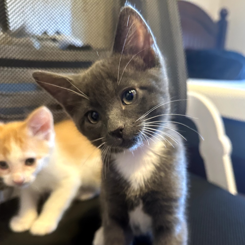Raptor, an adoptable Domestic Short Hair in Jacksonville, OR, 97530 | Photo Image 1