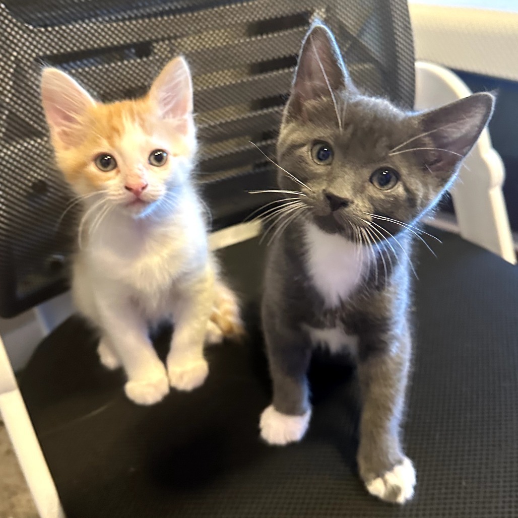 Raptor, an adoptable Domestic Short Hair in Jacksonville, OR, 97530 | Photo Image 2