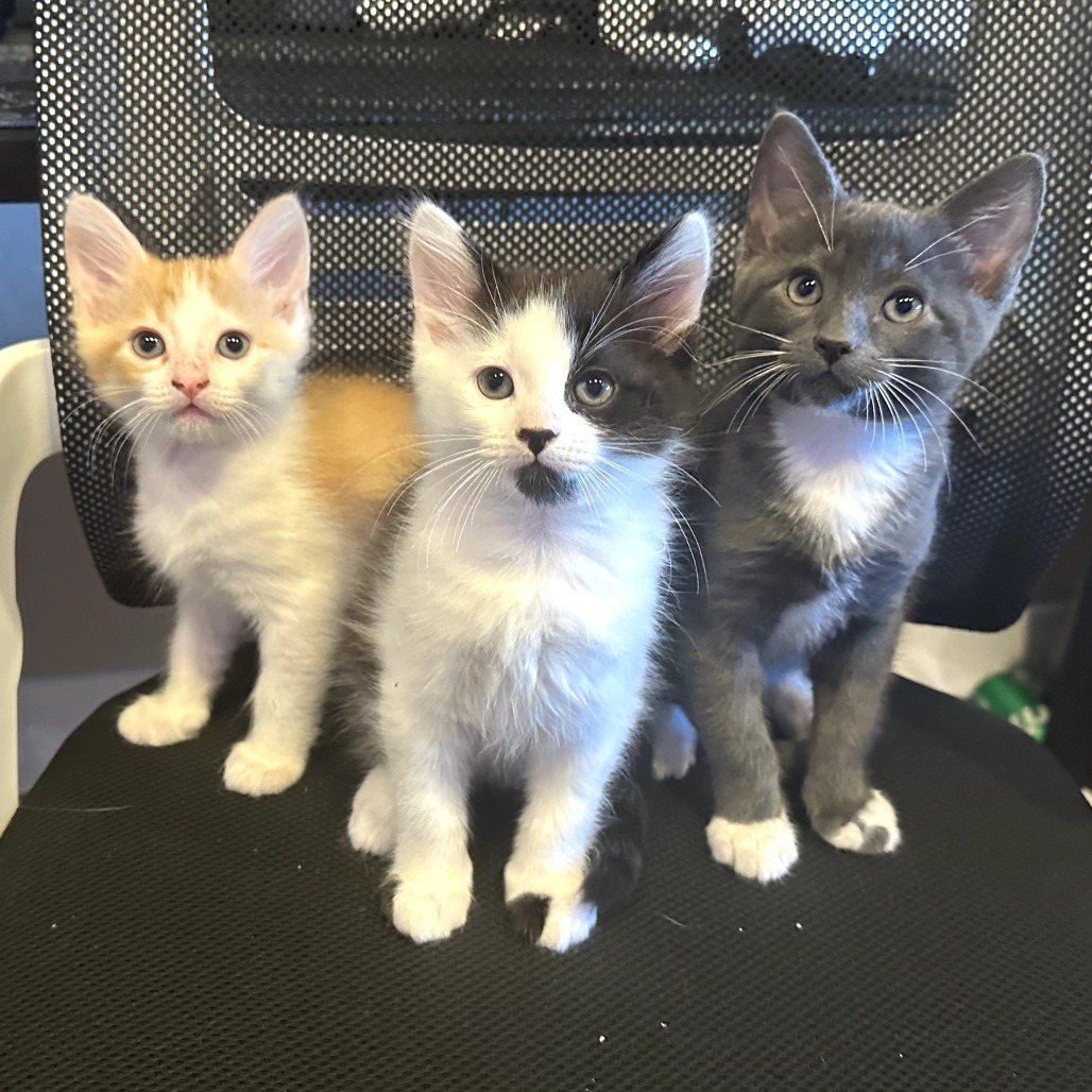Raptor, an adoptable Domestic Short Hair in Jacksonville, OR, 97530 | Photo Image 3