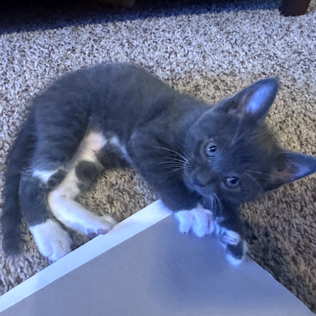 Raptor, an adoptable Domestic Short Hair in Jacksonville, OR, 97530 | Photo Image 4