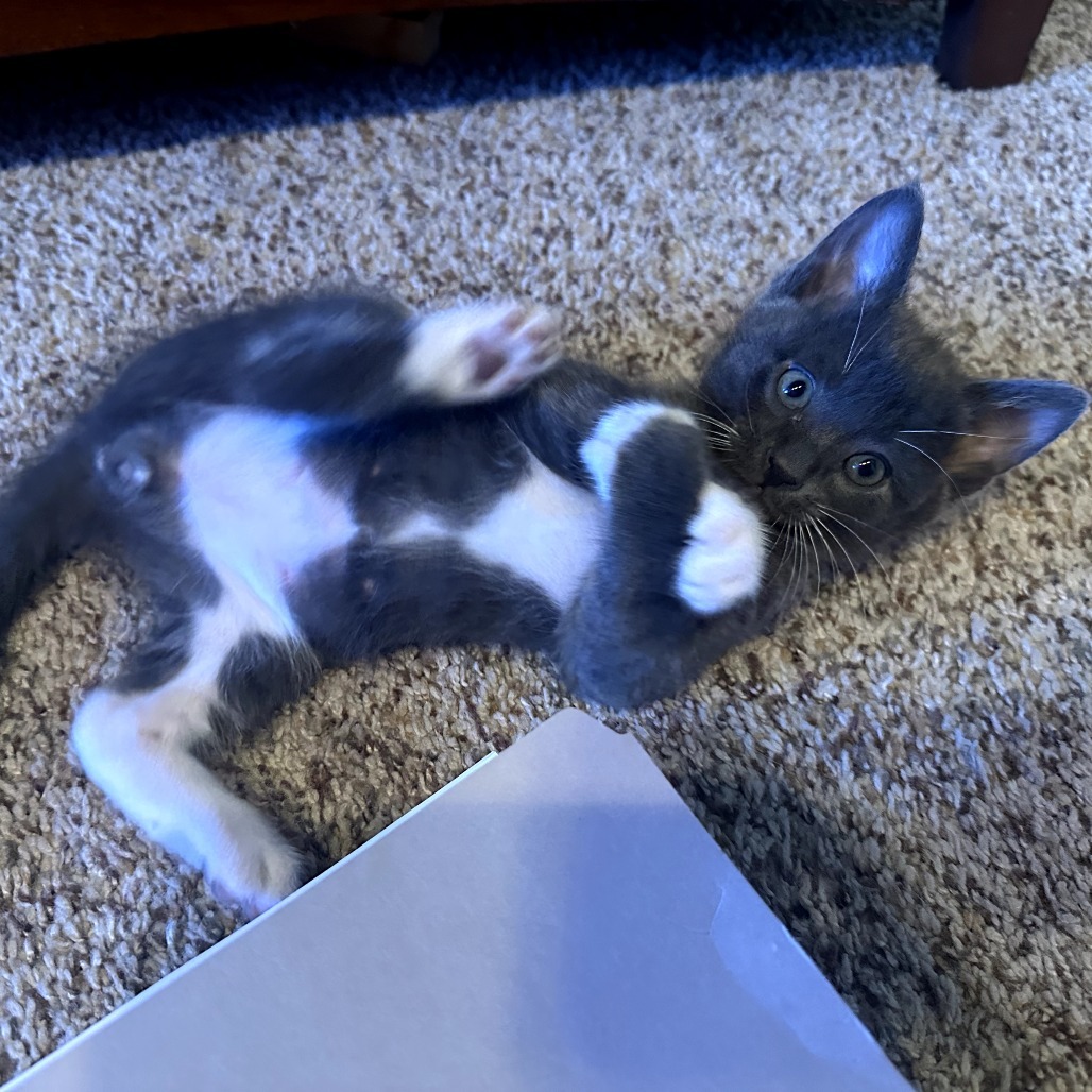 Raptor, an adoptable Domestic Short Hair in Jacksonville, OR, 97530 | Photo Image 5