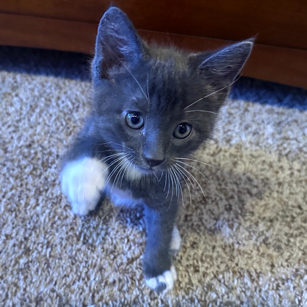 Raptor, an adoptable Domestic Short Hair in Jacksonville, OR, 97530 | Photo Image 6