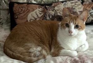DAISY, Senior Female unknown