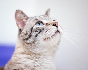 BLADE, Senior Male unknown