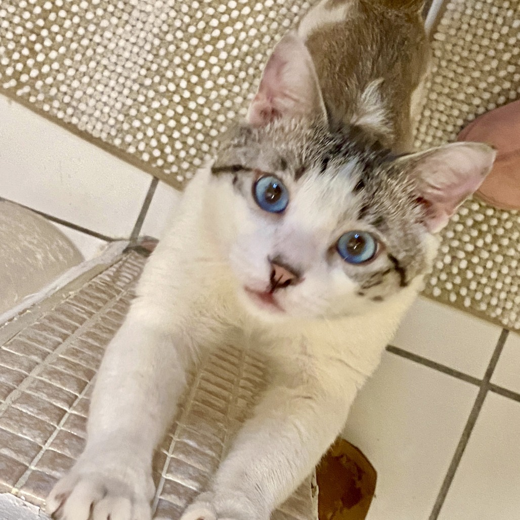 Azul, an adoptable Snowshoe in Los Angeles, CA, 90039 | Photo Image 1