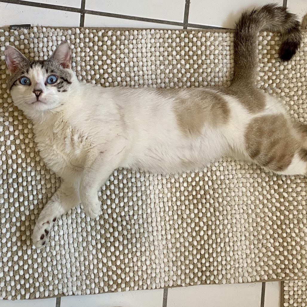 Azul, an adoptable Snowshoe in Los Angeles, CA, 90039 | Photo Image 2