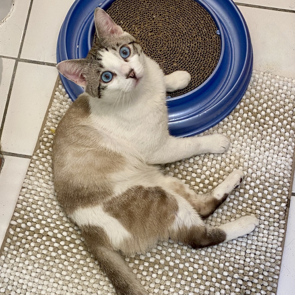Azul, an adoptable Snowshoe in Los Angeles, CA, 90039 | Photo Image 3