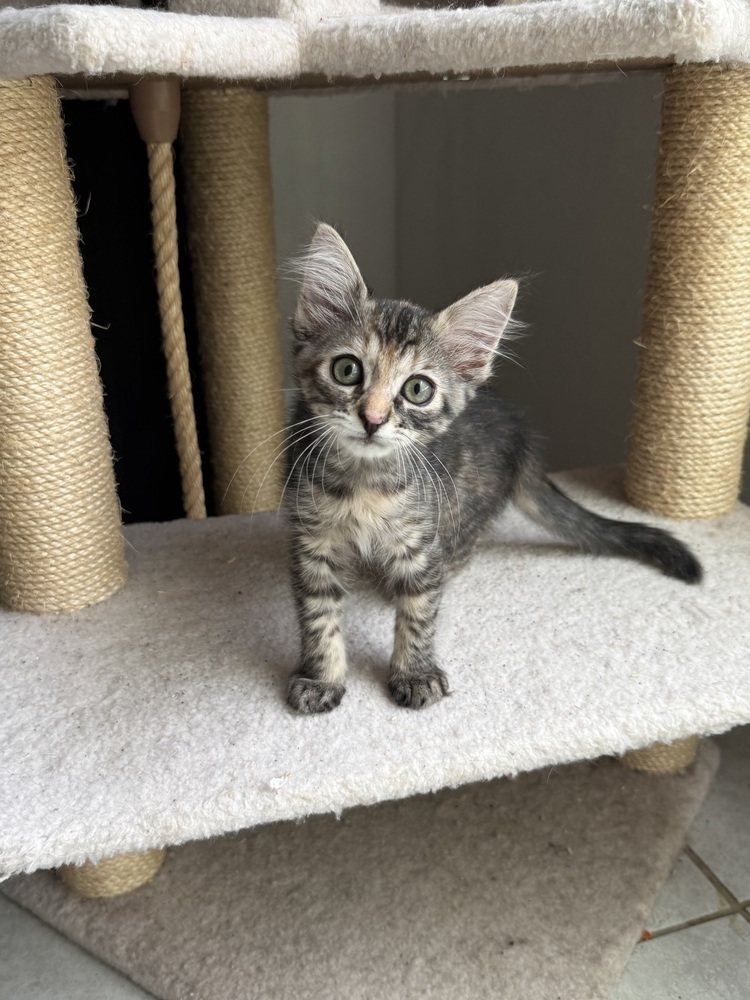 Peggy (bonded with Tammy)