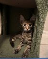 Peggy (bonded with Tammy) photo 3