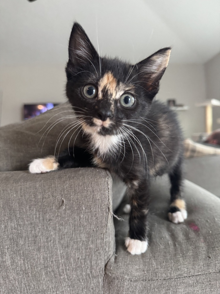 Tammy (bonded with Peggy)