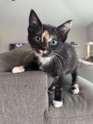 Tammy (bonded with Peggy), Baby Female unknown