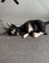 Tammy (bonded with Peggy) photo 2