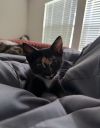 Tammy (bonded with Peggy) photo 3