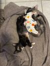 Tammy (bonded with Peggy) photo 4