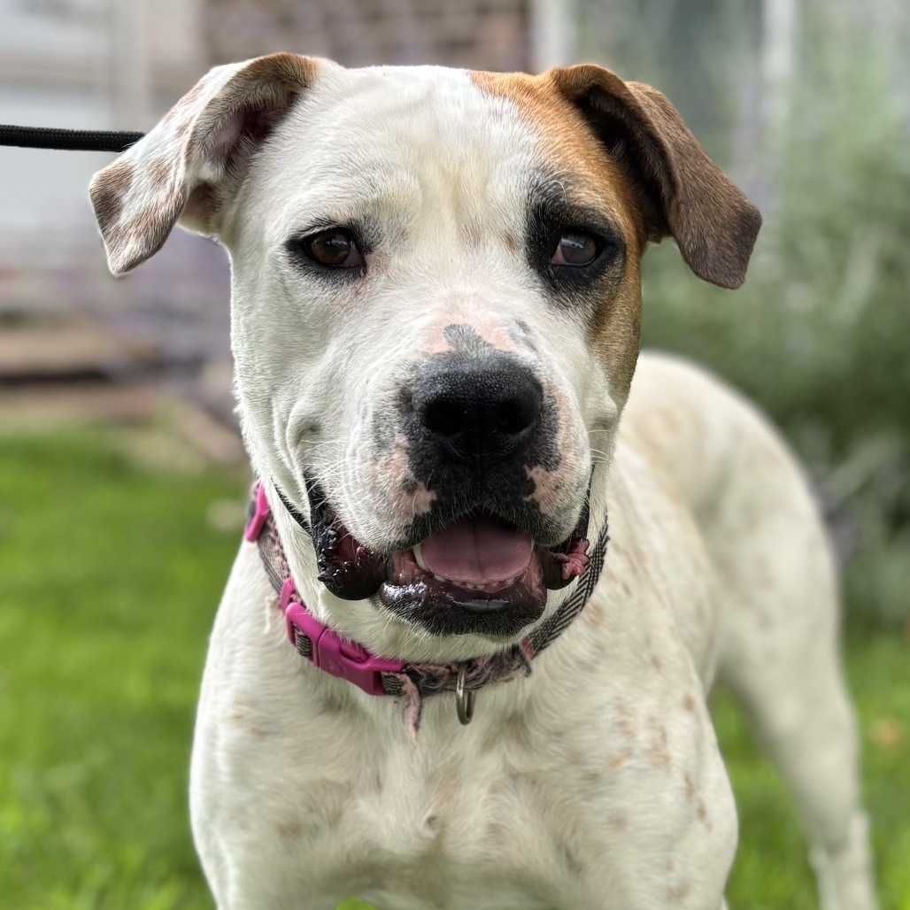 Sally, an adoptable American Bulldog, Boxer in Kim, CO, 81049 | Photo Image 1