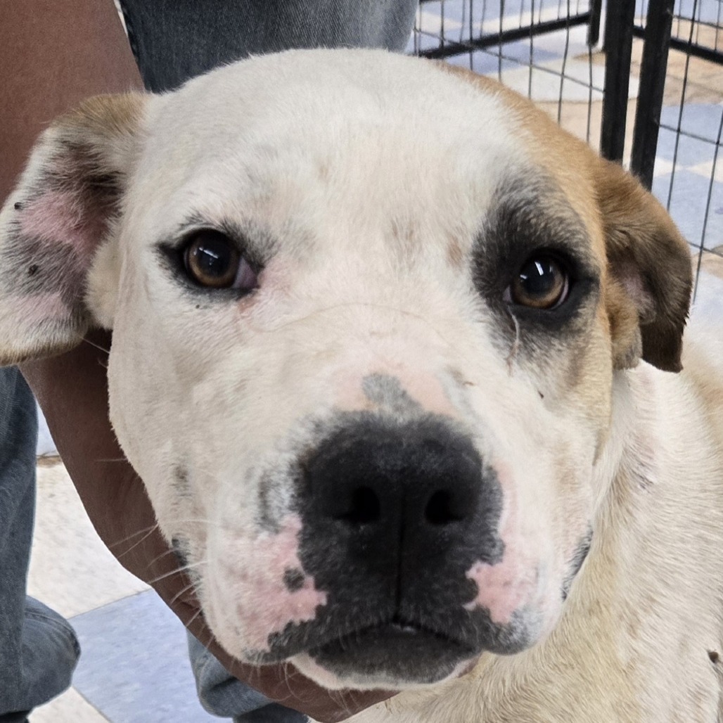 Sally, an adoptable American Bulldog, Boxer in Kim, CO, 81049 | Photo Image 2