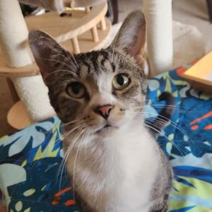 Miss Kitty, Young Female unknown