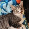 Miss Kitty photo 2