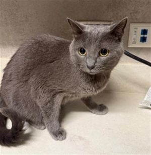 AUBREY, Adult Female unknown