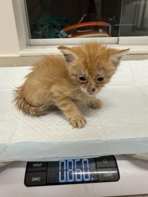 CHESTNUT, Baby Female unknown