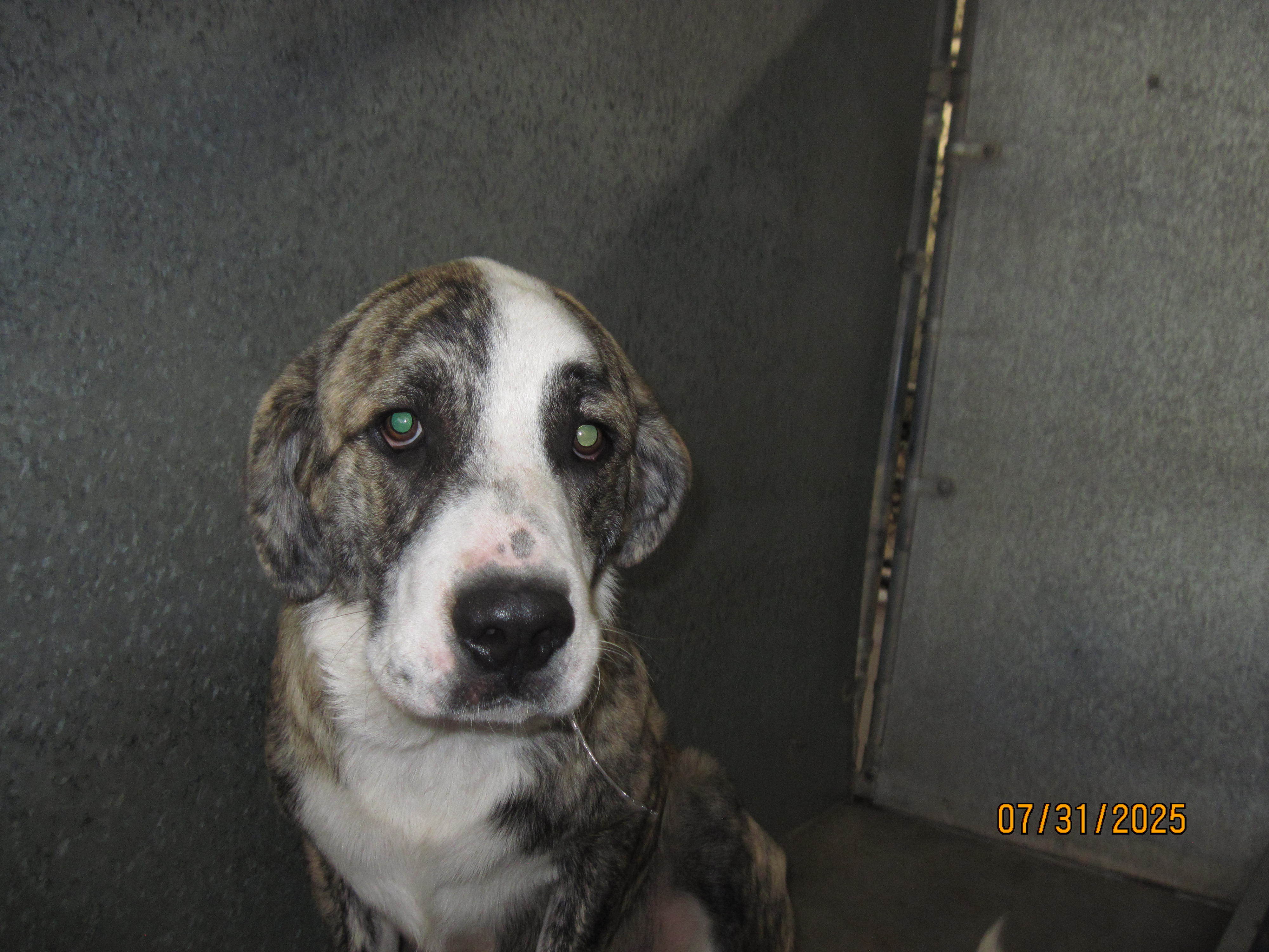 Bb*, an adoptable Mastiff, Mixed Breed in Clovis, NM, 88101 | Photo Image 1