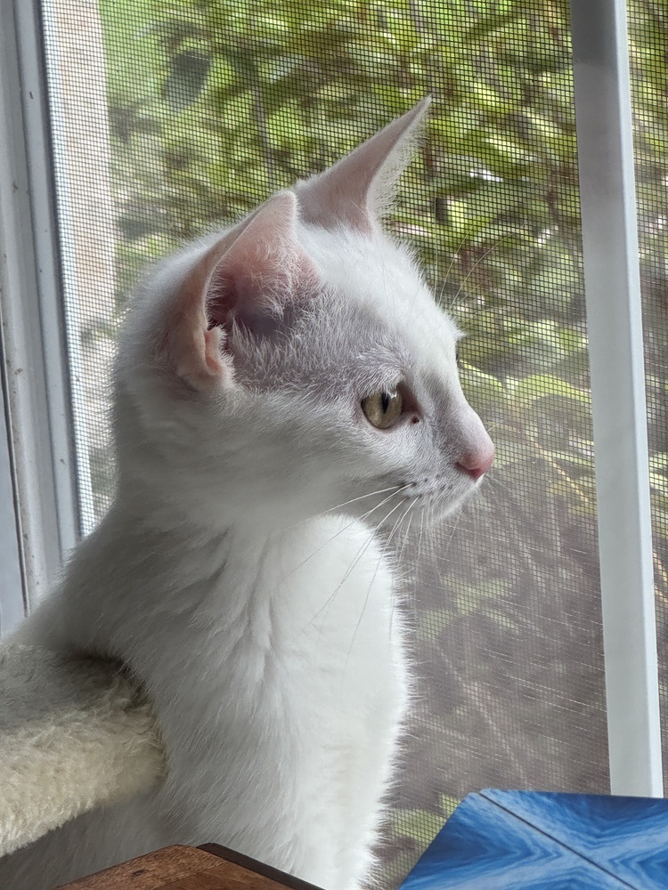 Snowy 4